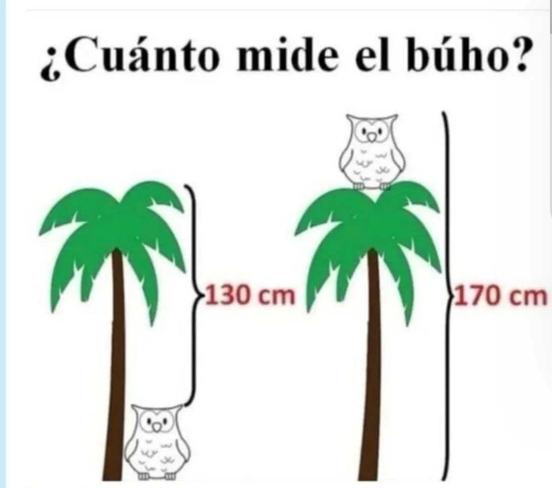 Cuánto mide el búho y la palmera